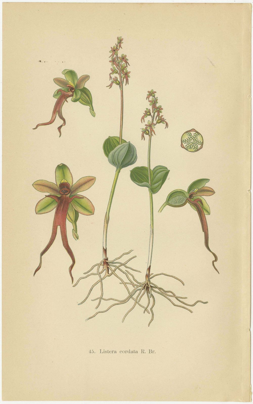 Listera Lore: Botanical Illustrations Of Heart Leaved Orchids From 1904