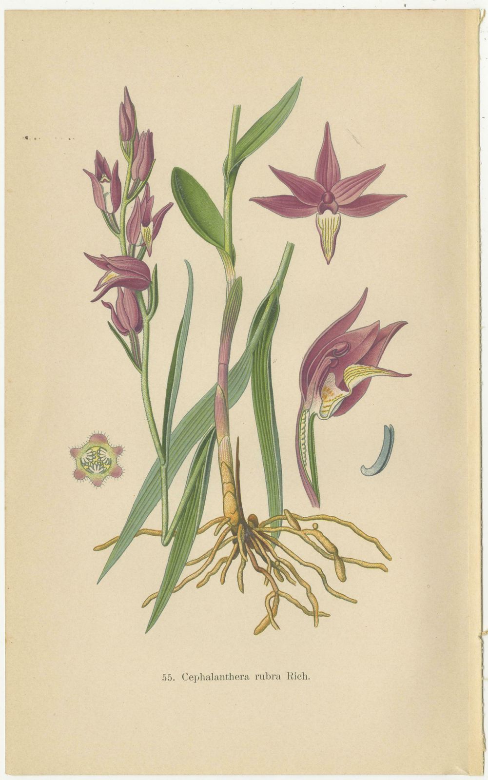 Historic Orchids: A 1904 Catalogue Illustration photo for sale