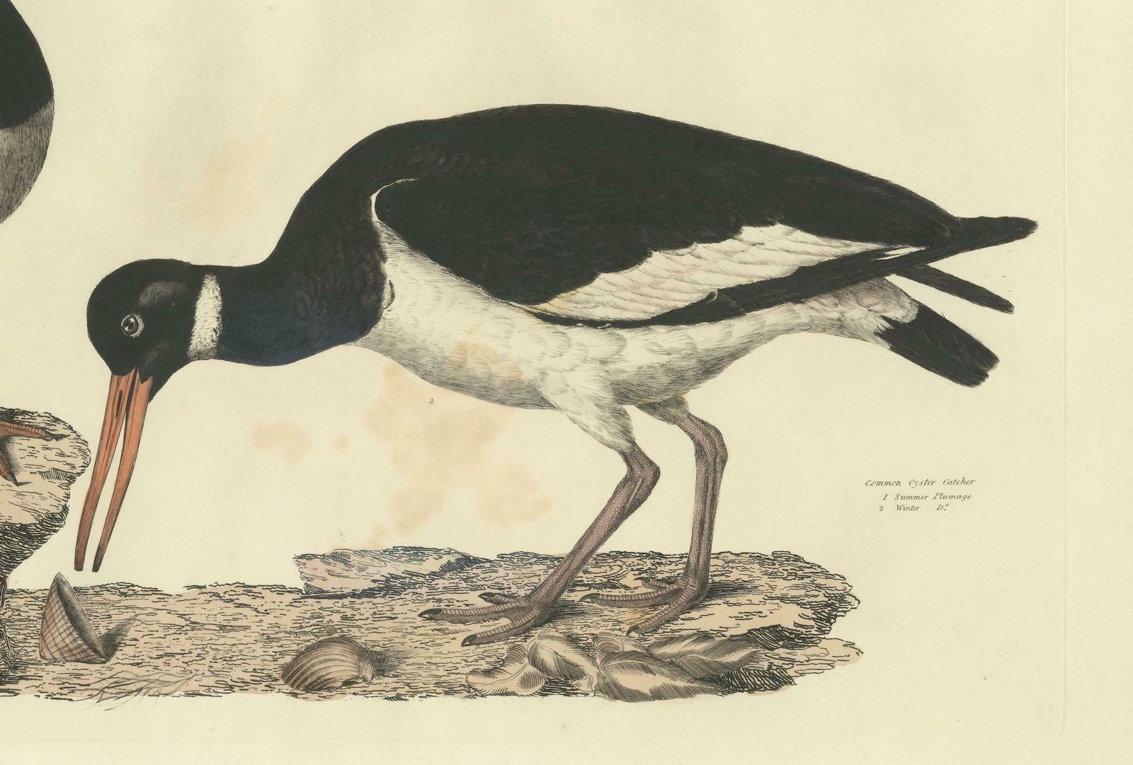 Seasonal Plumage Of A Life Seize Engraving Of The Common Oystercatcher, 1826 photo for sale