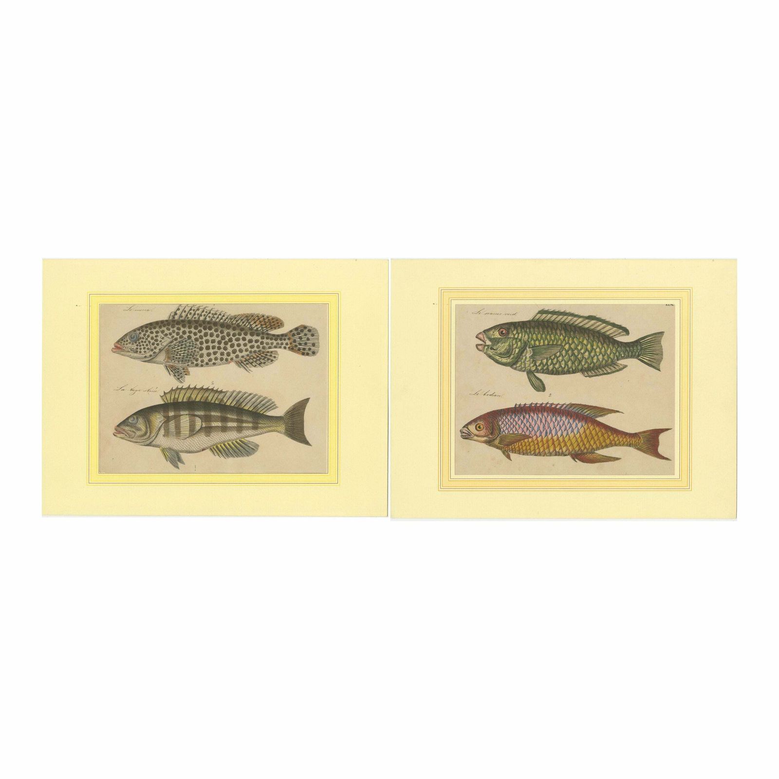 1819 Marine Splendor: Original Hand Colored Engravings Of Fishes