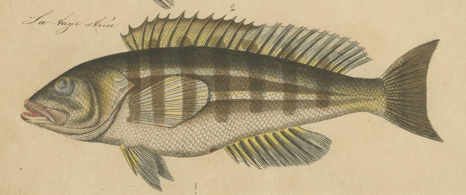 1819 Marine Splendor: Original Hand Colored Engravings Of Fishes photo buy