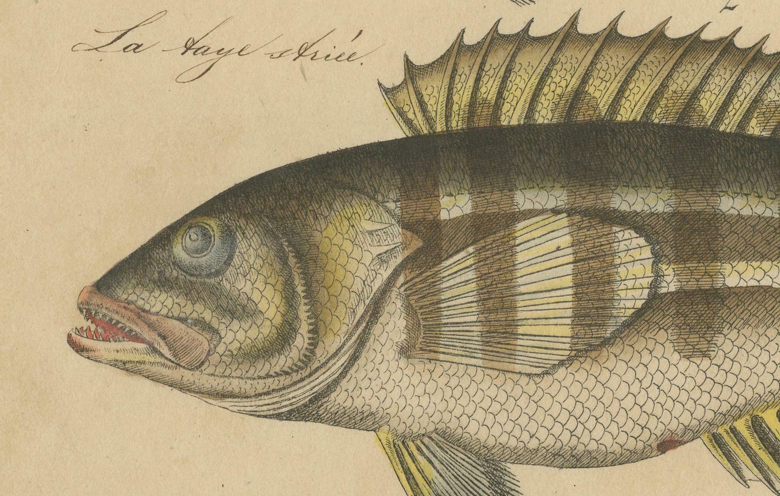 1819 Marine Splendor: Original Hand Colored Engravings Of Fishes photo vintage