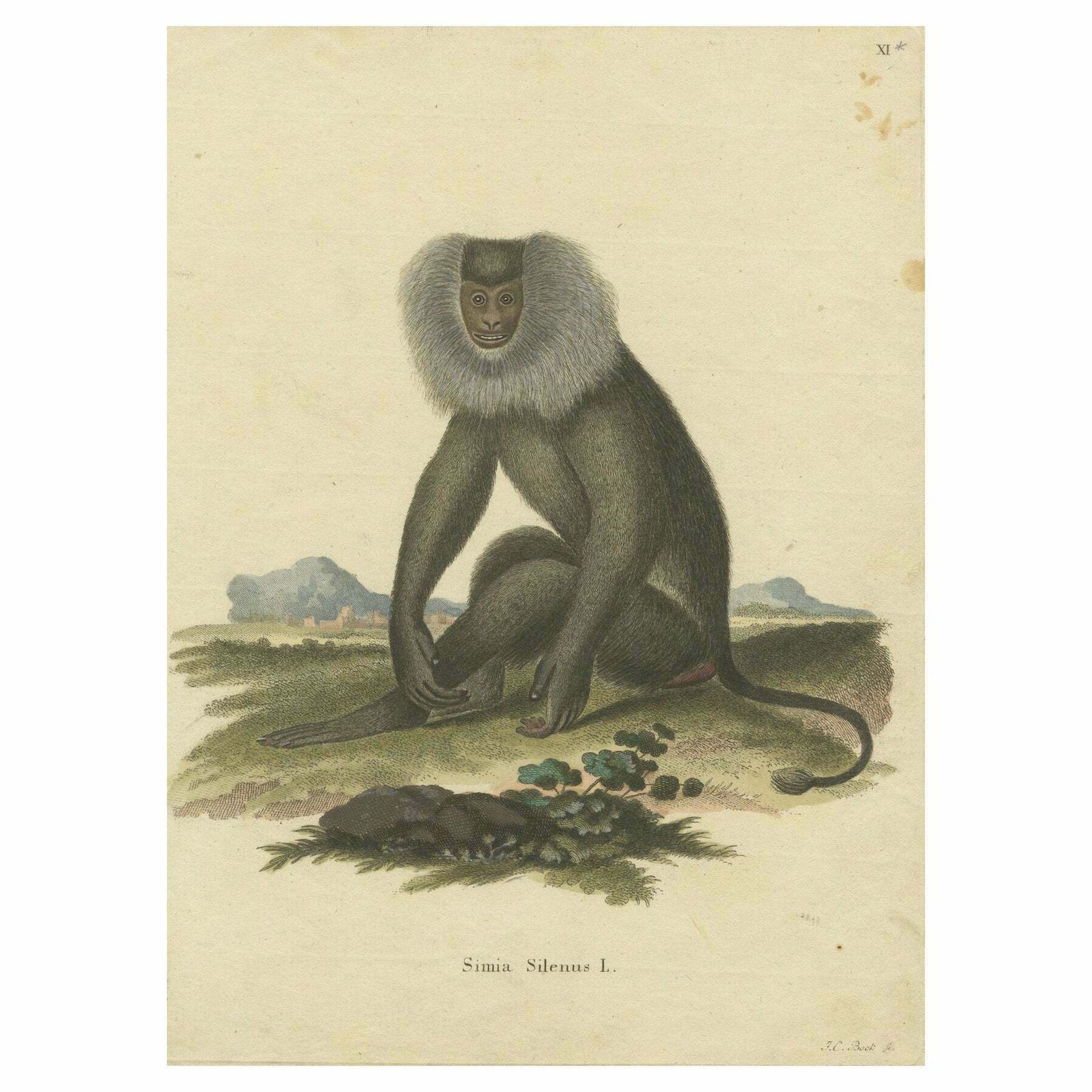 Lion Tailed Macaque   A Portrait Of Wild Majesty Engraved, Circa 1850