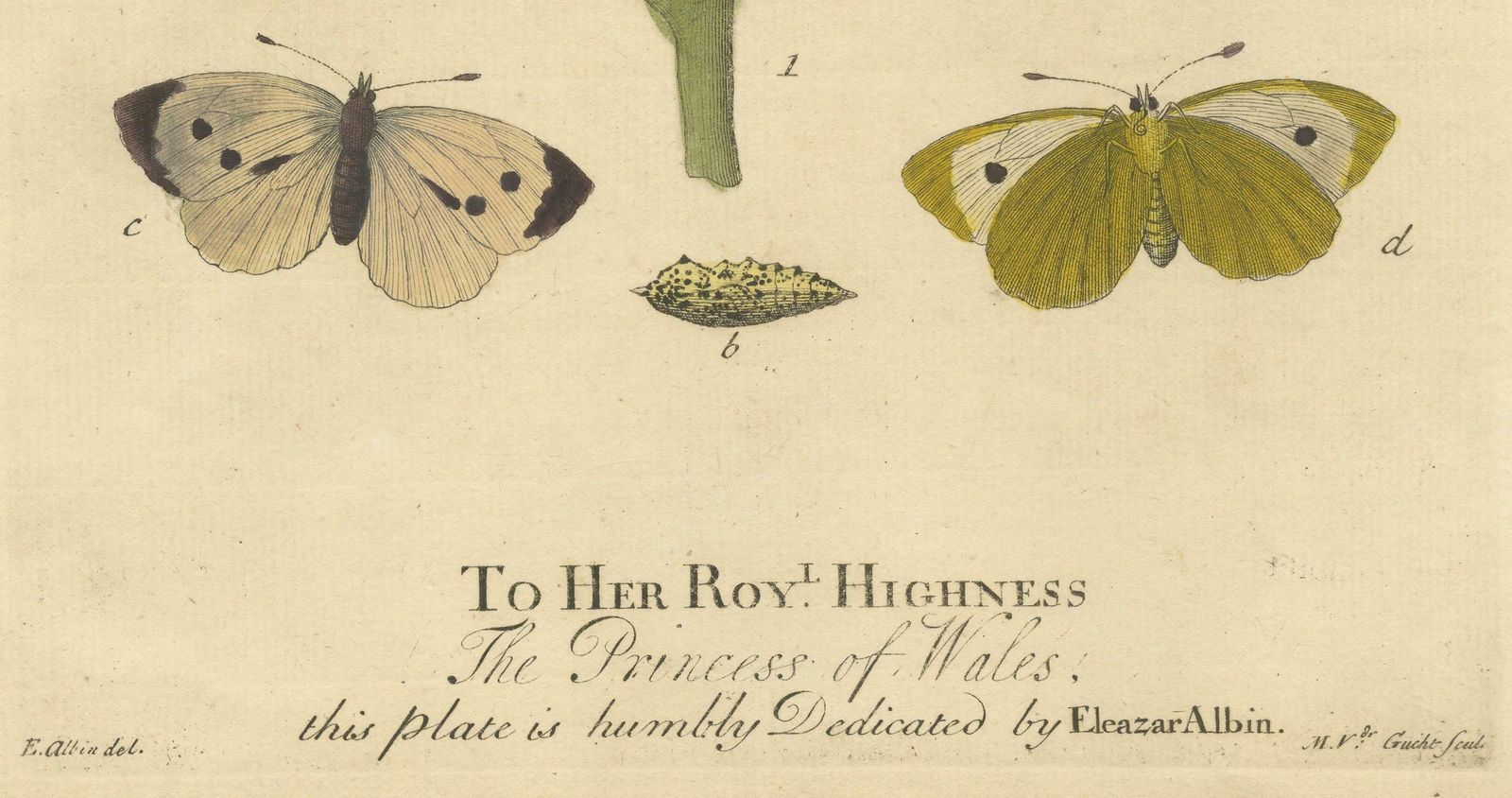 Elephant Hawk Moth And Bedstraw From A Natural History Of English Insects, 1749 photo Art