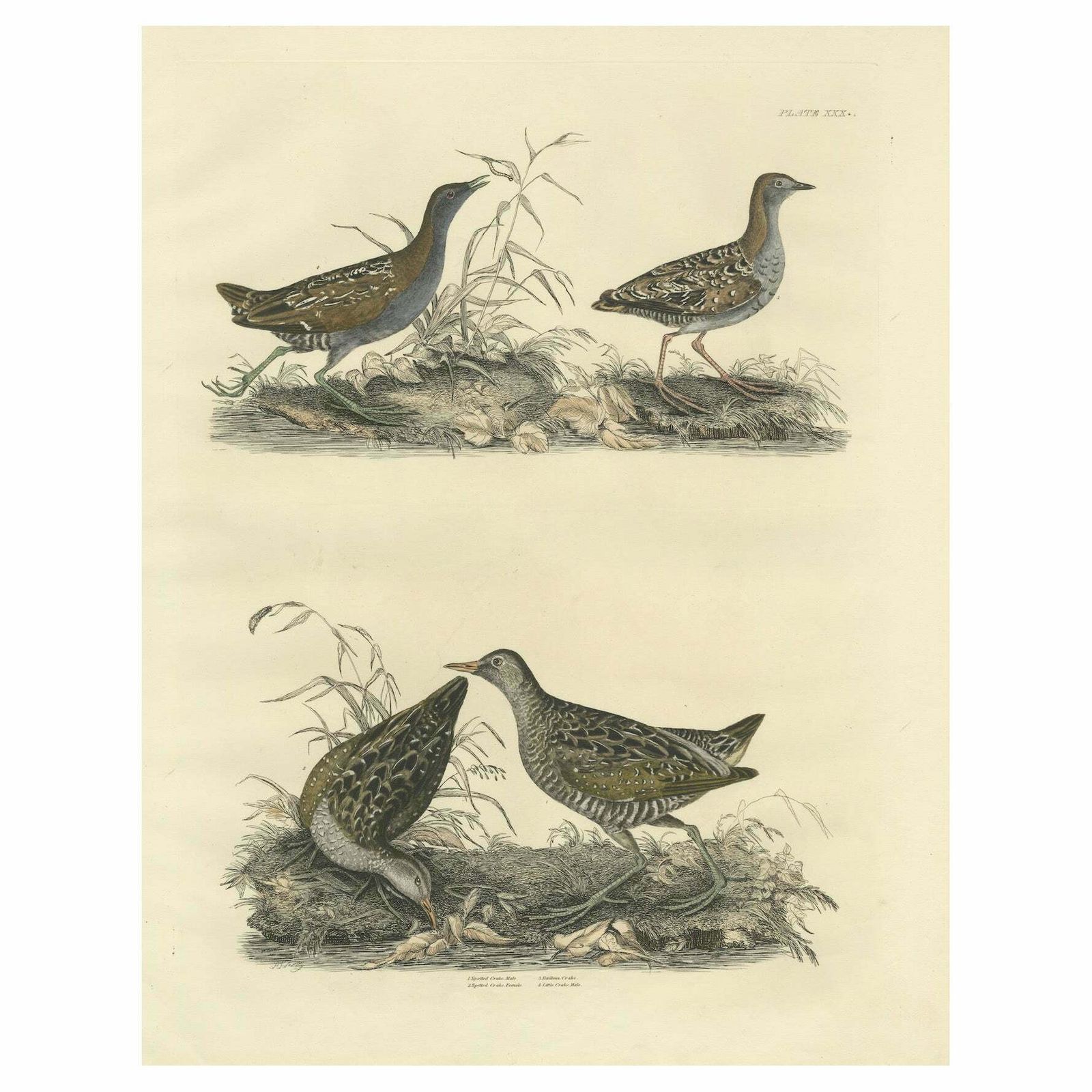 Selby's Large Illustrations Of Crakes: Varieties And Gender Dimorphism, 1826