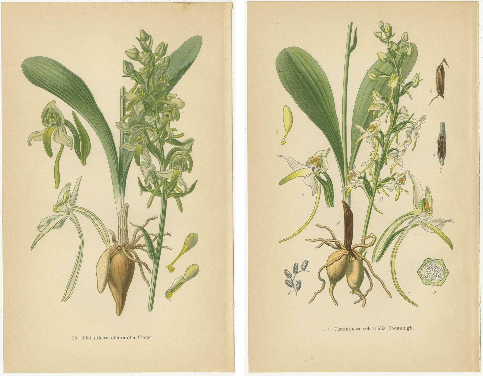 Vintage Orchids Published In 1904: A Study Of Platanthera Species photo Art