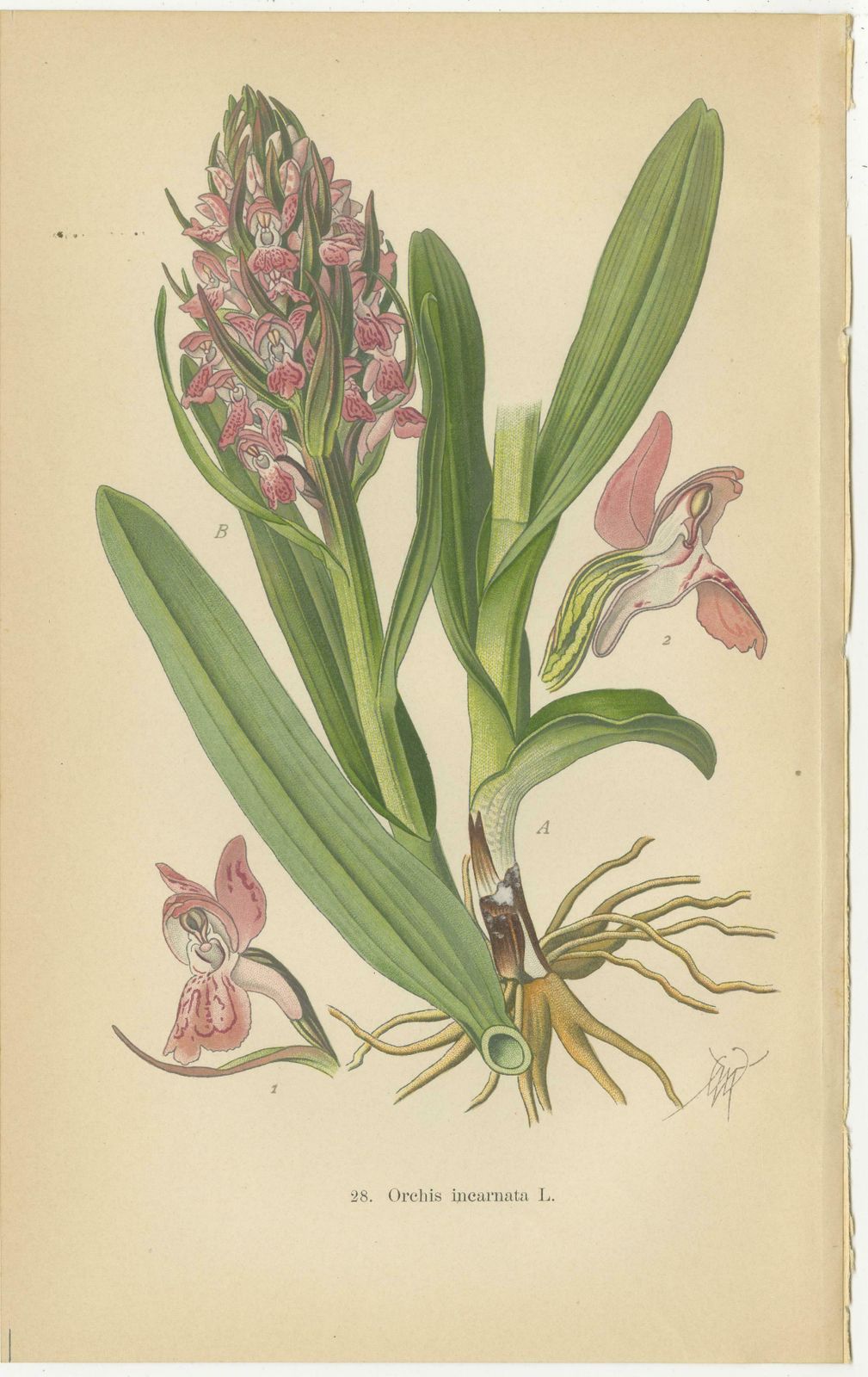 Orchids Of Germany And Adjacent Regions: A Visual Archive, 1904 photo furniture