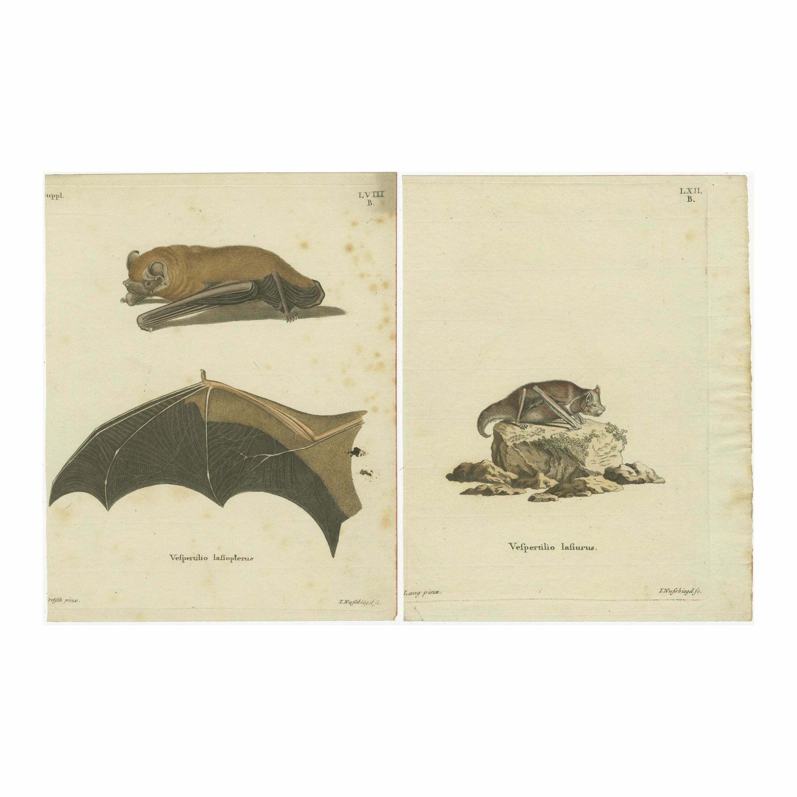 An Engraved Glimpse Into The Nocturnal Ballet Of Bats, Circa 1774