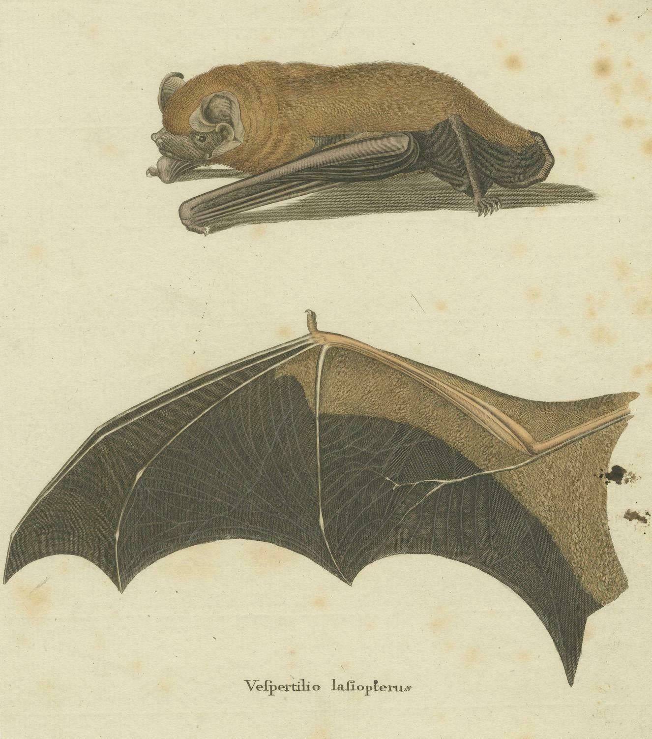photo for sale An Engraved Glimpse Into The Nocturnal Ballet Of Bats, Circa 1774
