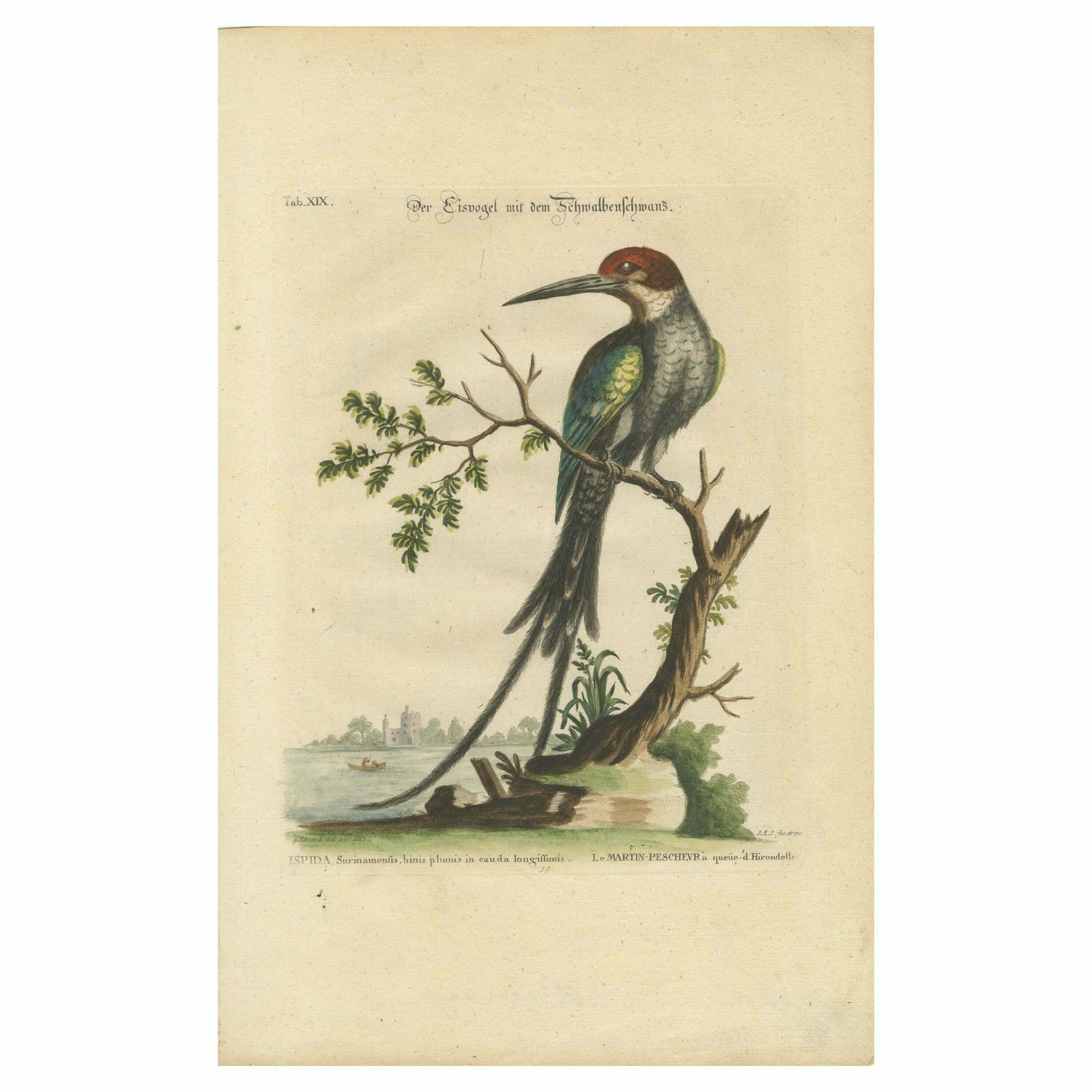 The Surinamese Kingfisher Bird With The Swallow Tail Engraved In 1749