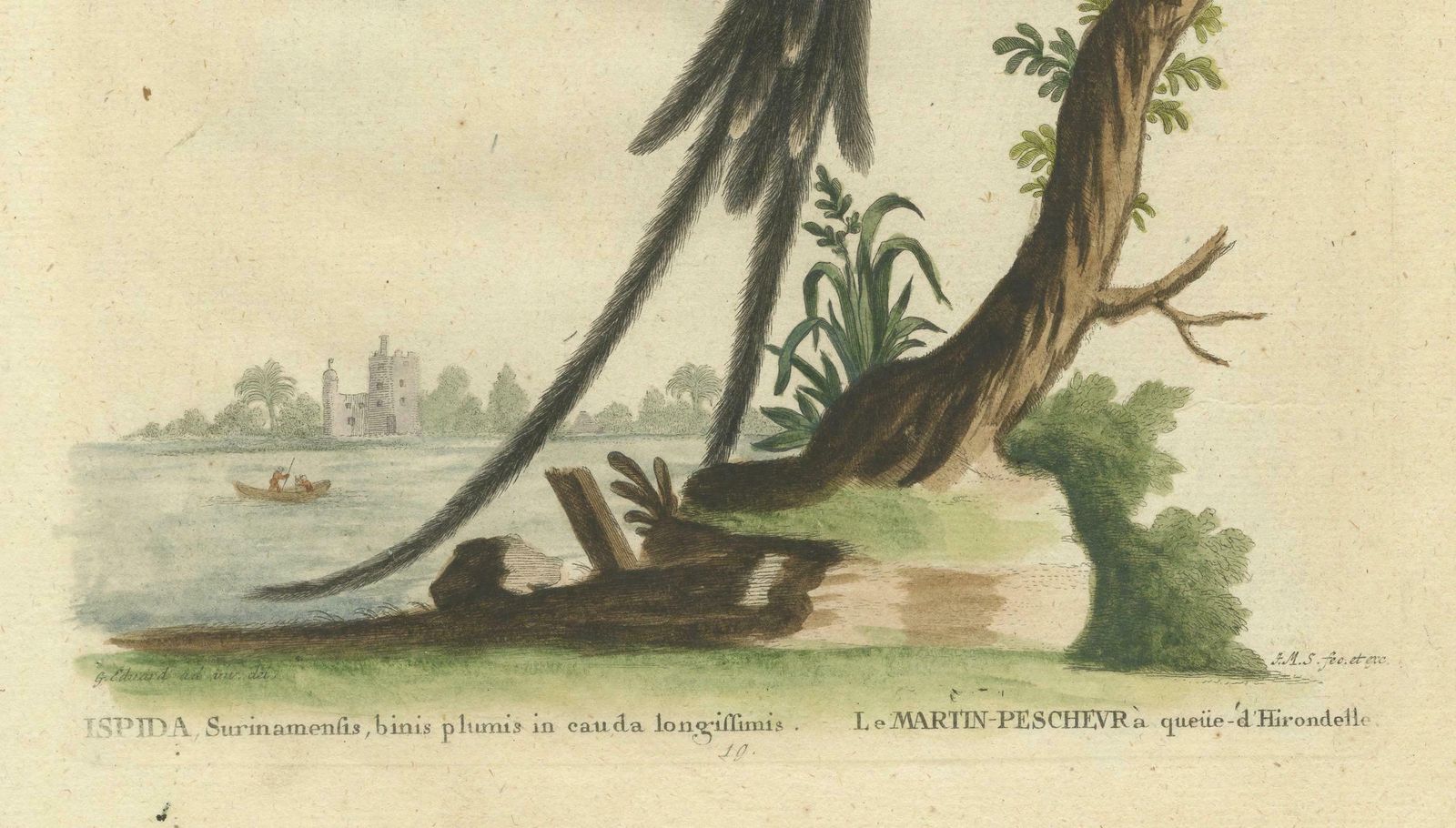 The Surinamese Kingfisher Bird With The Swallow Tail Engraved In 1749 photo for sale