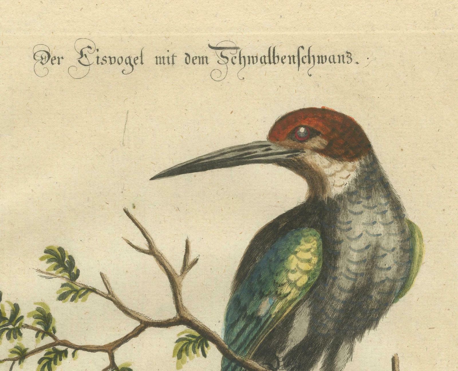 The Surinamese Kingfisher Bird With The Swallow Tail Engraved In 1749 photo 752.0