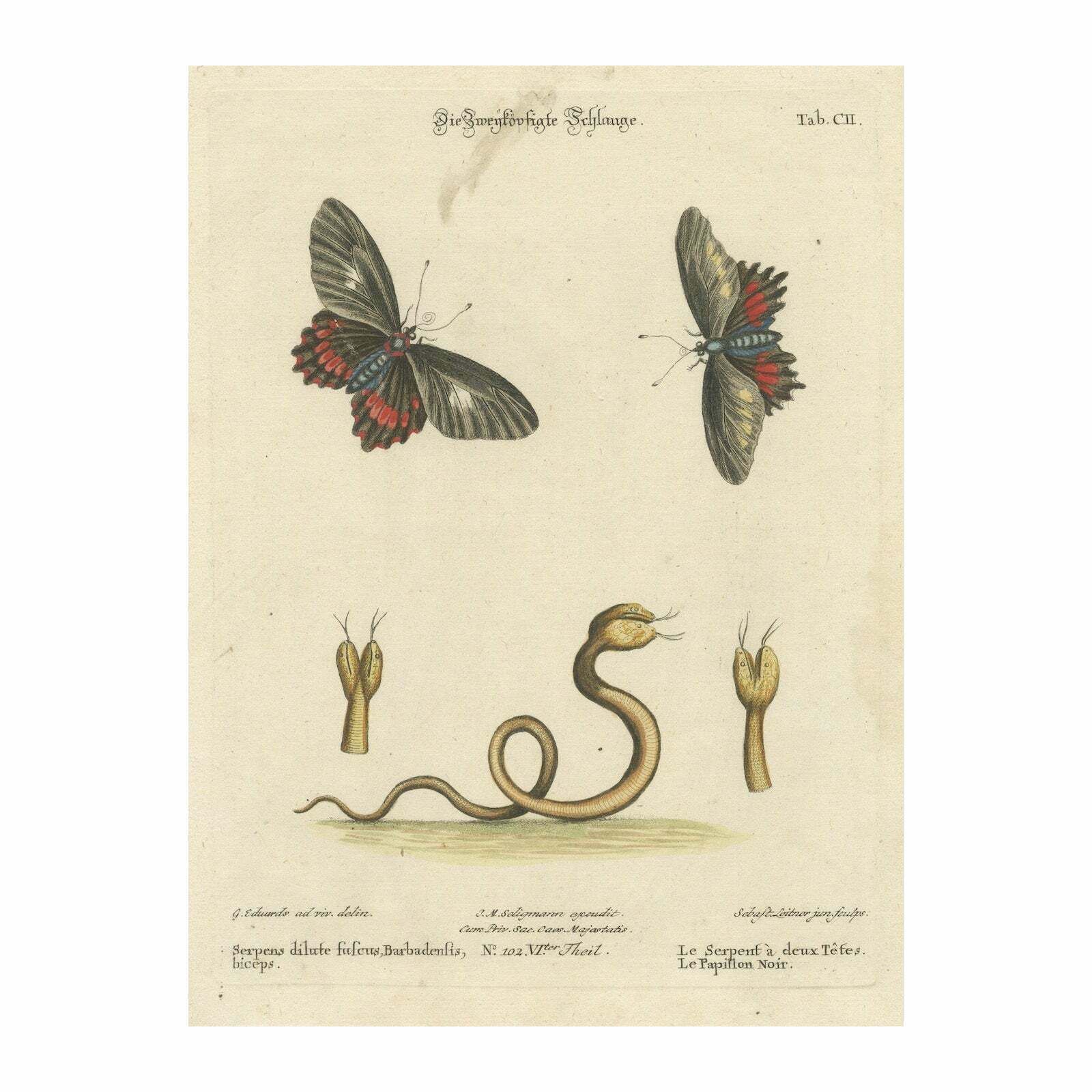 The Two Headed Serpent And The Black Butterfly, 1749