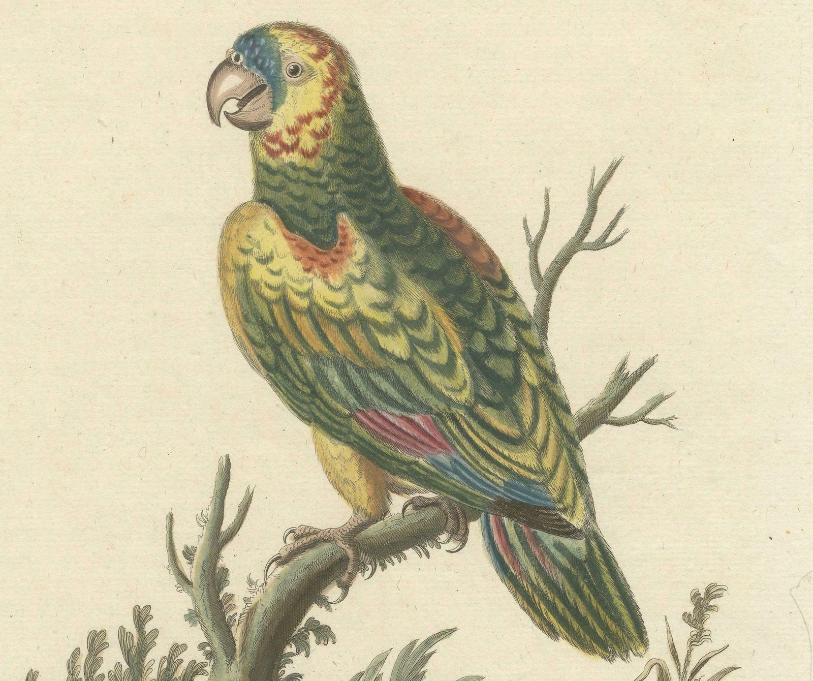 The Large Green Parrot Of The West Indies Hand Colored And Engraved, 1749 photo Art
