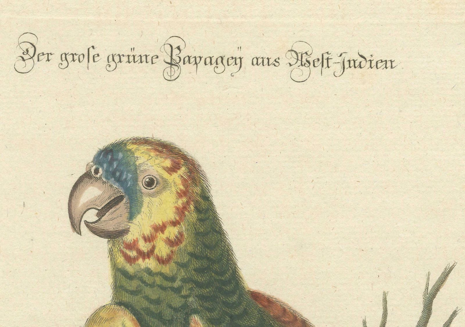 The Large Green Parrot Of The West Indies Hand Colored And Engraved, 1749 photo 752.0