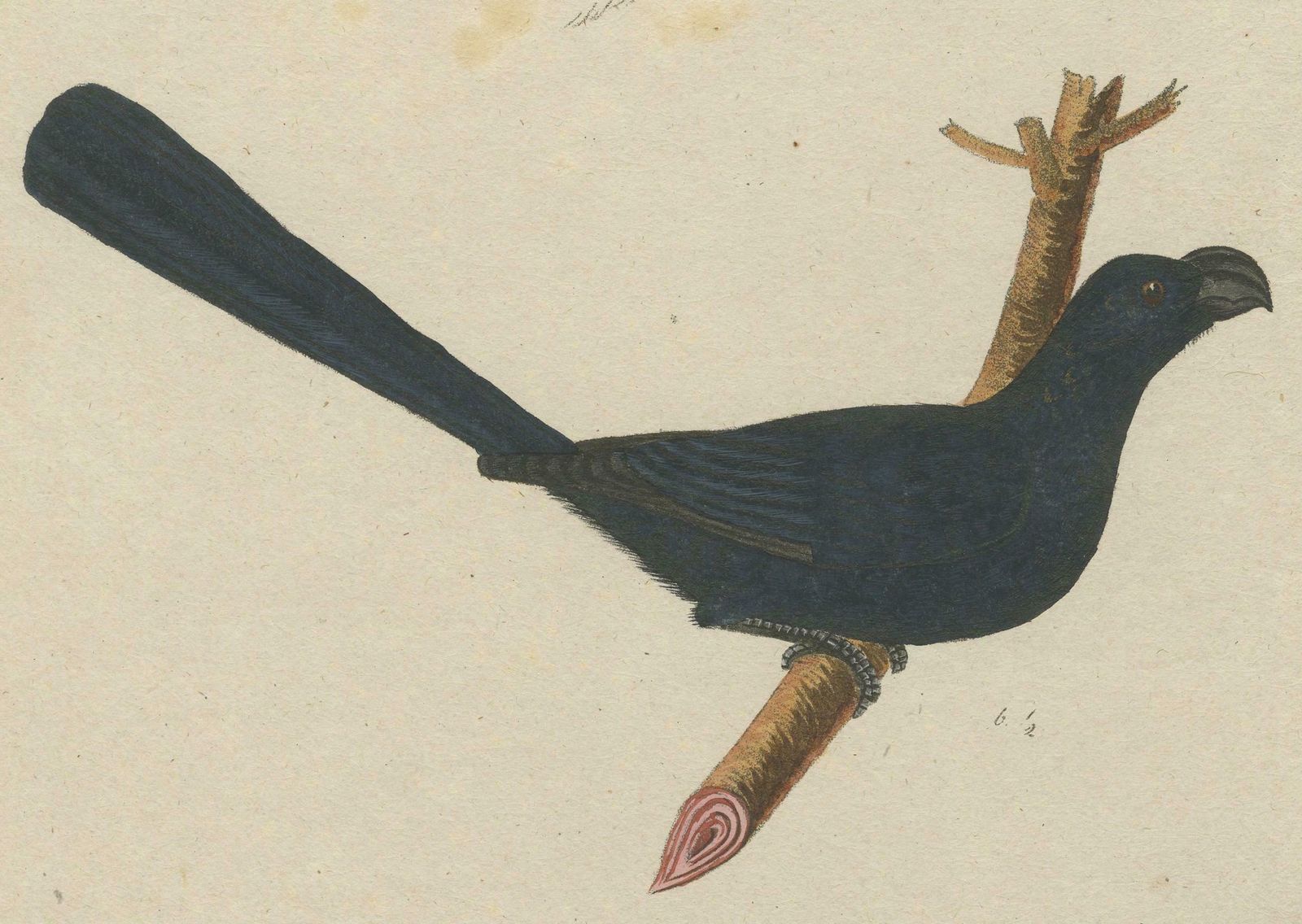 Spangled Soarer: The Cotinga Of The Canopy, Circa 1820 photo 197.0