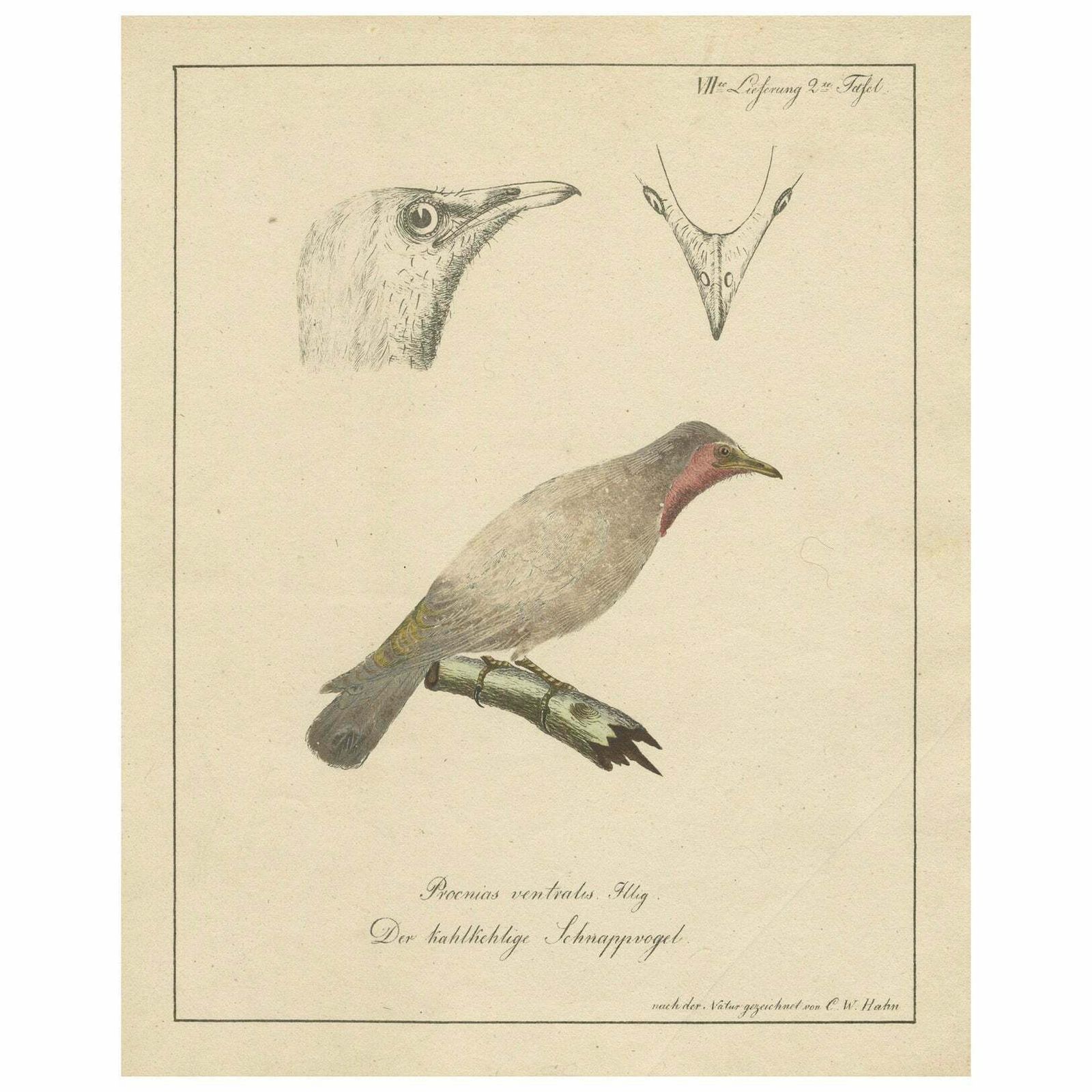 The Bald Like Snapping Bird On A Hand Colored Lithograph, Circa 1820