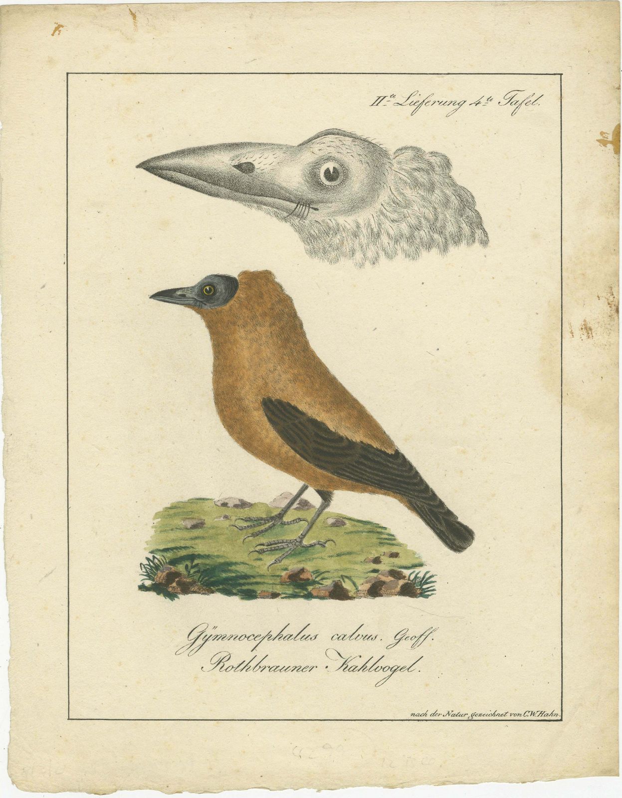 Elegant Misnomer: The Rusty Brown Bird Of Hahn's Legacy, Circa 1820 photo furniture