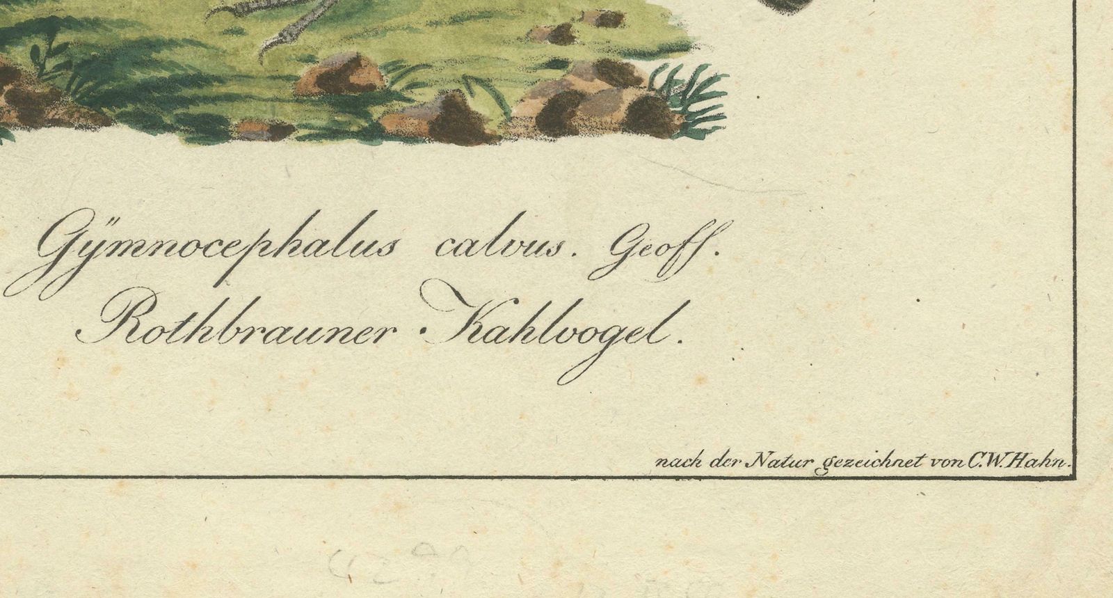 Elegant Misnomer: The Rusty Brown Bird Of Hahn's Legacy, Circa 1820 photo for sale