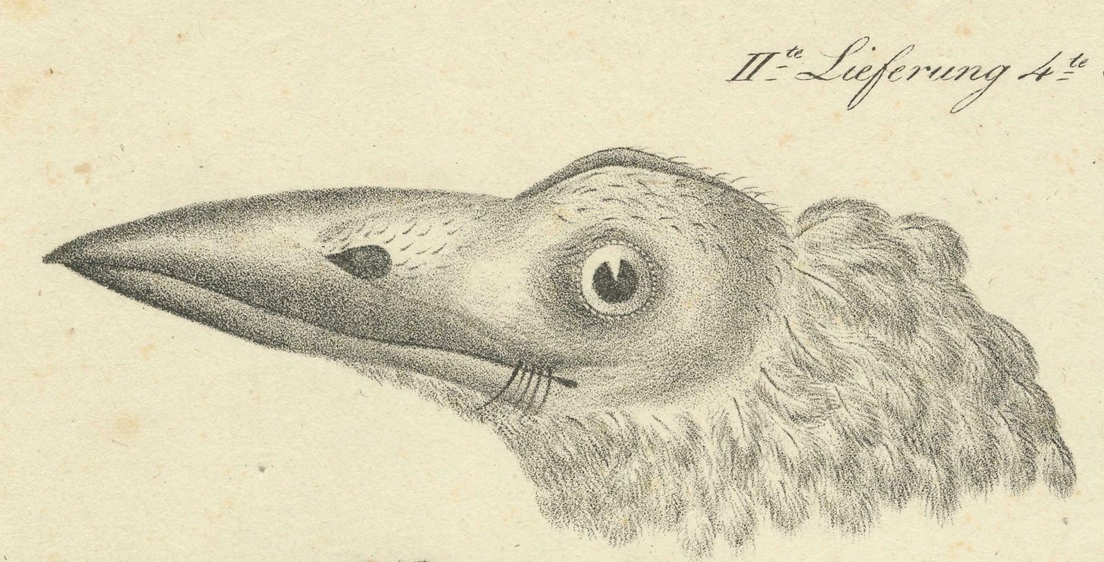 Elegant Misnomer: The Rusty Brown Bird Of Hahn's Legacy, Circa 1820 photo Art