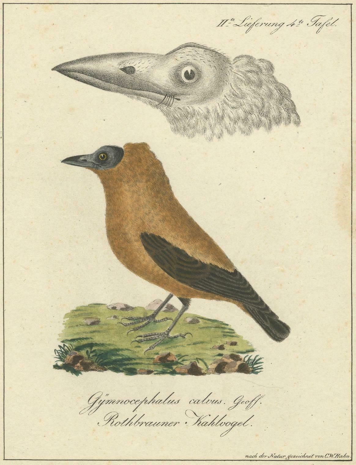 Elegant Misnomer: The Rusty Brown Bird Of Hahn's Legacy, Circa 1820 photo vinterior
