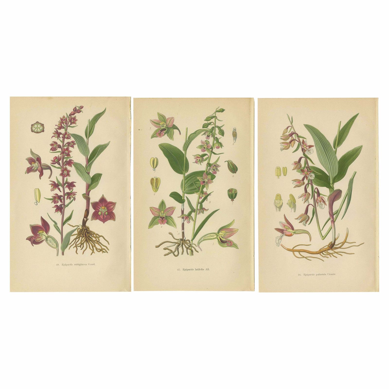 Epipactis Enchantment: A Trio Of Botanical Illustrations From 1904
