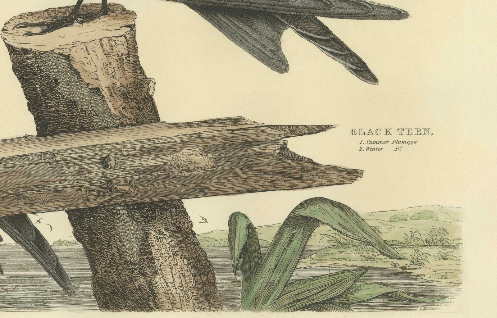 Large Engraving By Selby Of The Black Tern In Seasonal Transformation, 1826 photo Art