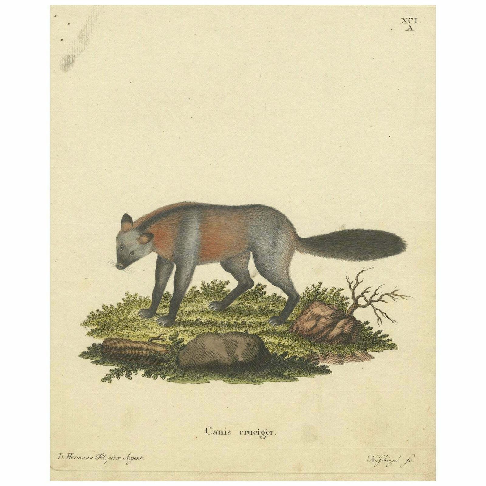 Old German Engraving Of The Canis Cruciger: The Cross Bearing Canine, 1774