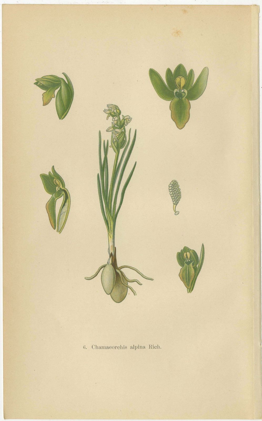 Alpine To Woodland: The Orchid Spectrum Of 1904 In Antique Prints photo buy