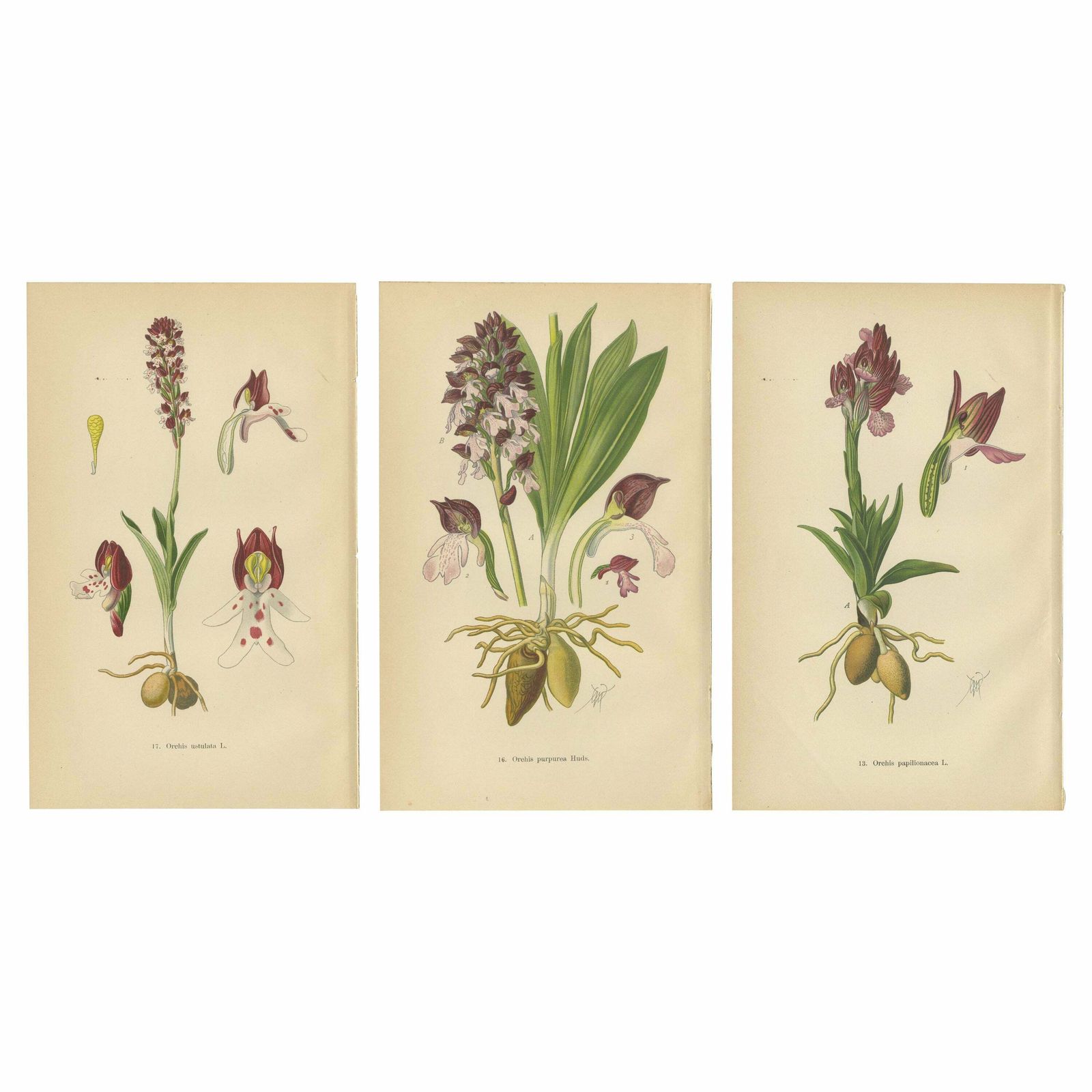 Ephemeral Elegance: Orchids Of 1904 In Müller's Illustrations
