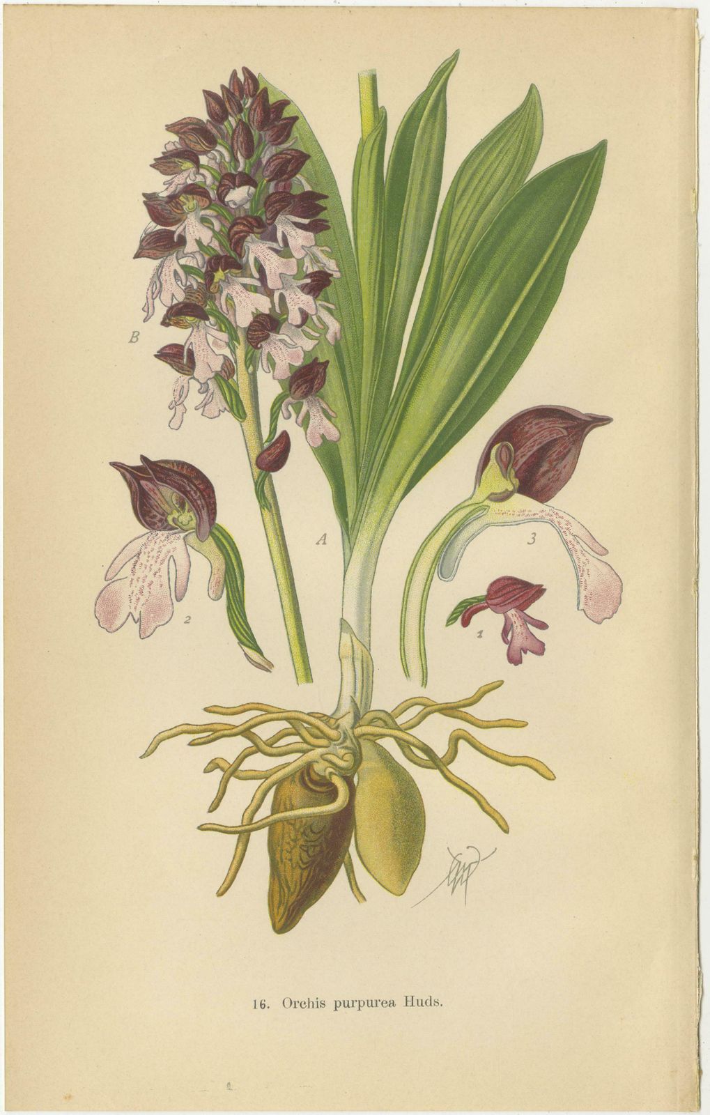 Ephemeral Elegance: Orchids Of 1904 In Müller's Illustrations photo for sale
