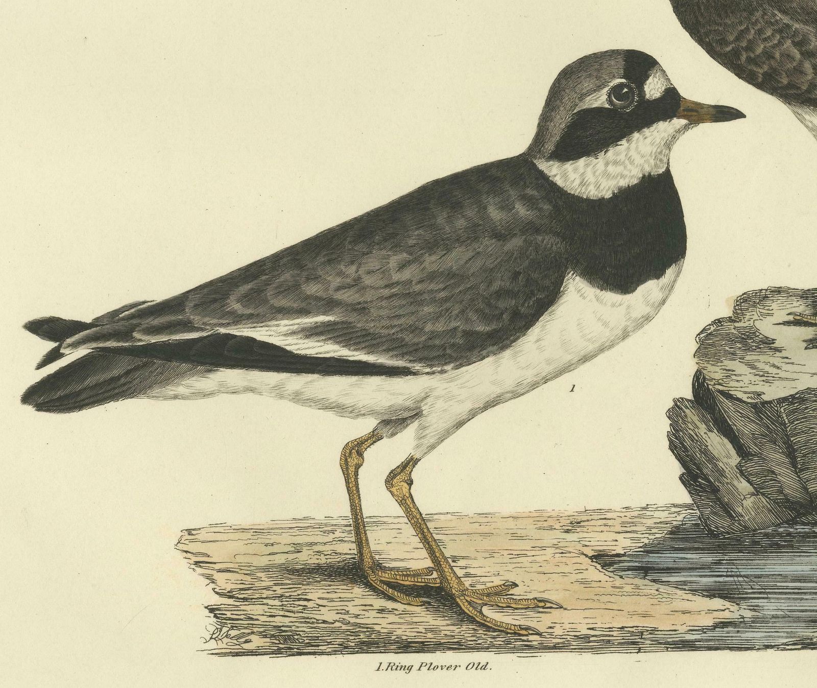 Large Engravings Of Plovers In Contrast   Age And Species, 1826 photo 1308.0