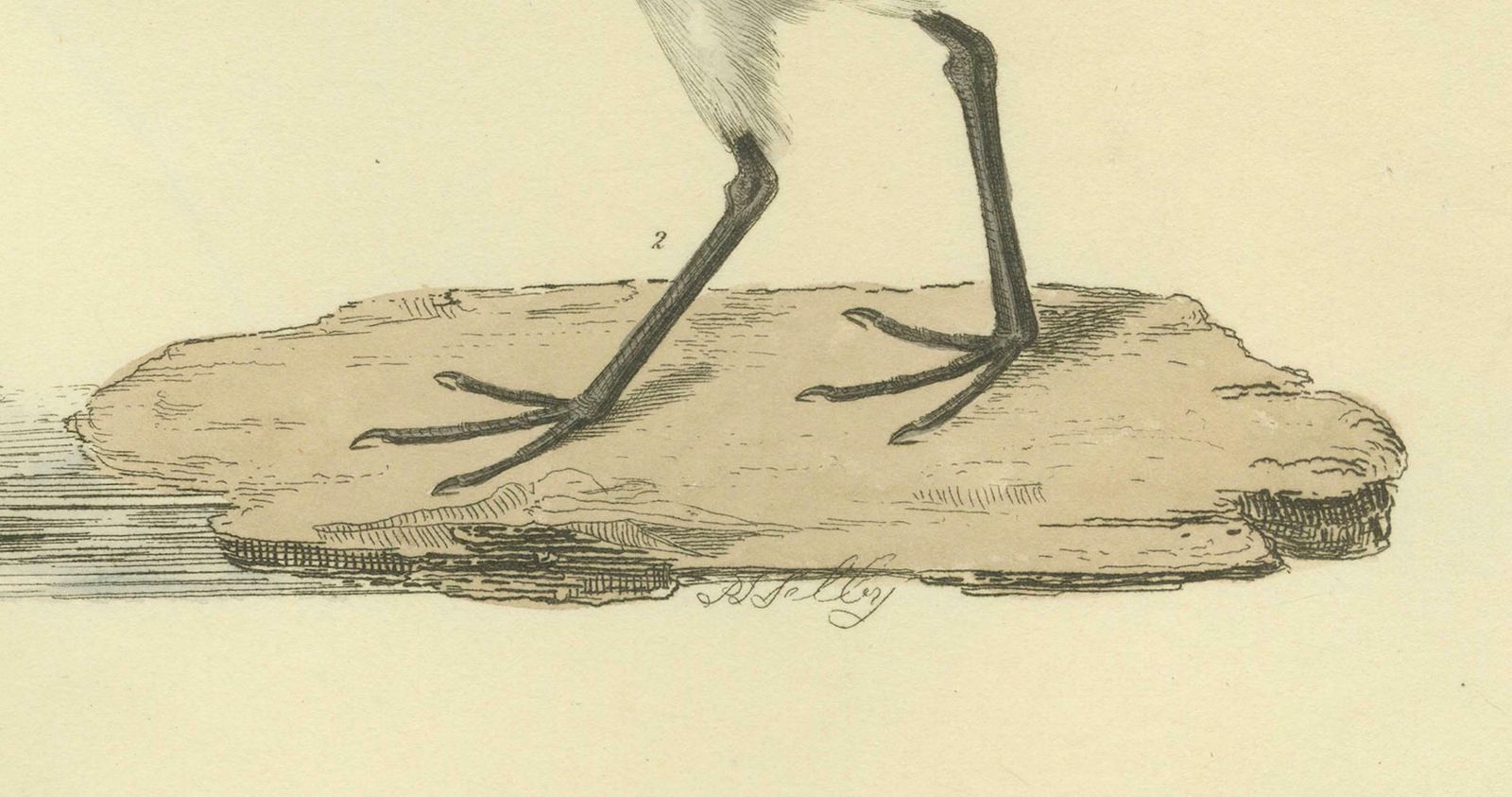 Seasonal Plumage Of The Sanderling: Selby's Ornithological Study, 1826 photo for sale