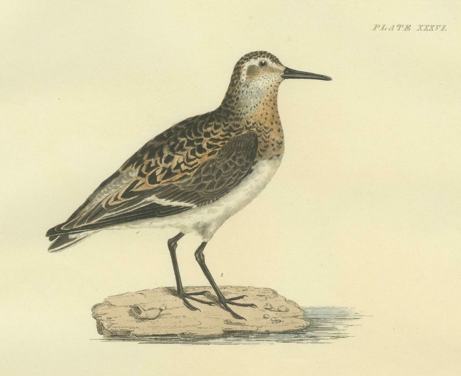 Seasonal Plumage Of The Sanderling: Selby's Ornithological Study, 1826 photo 1308.0