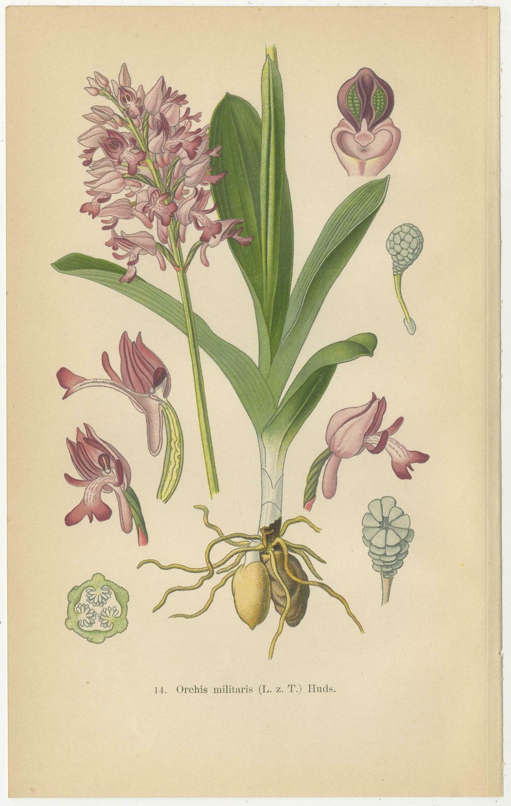 Orchid Portraits Of 1904 In Pink And Lilac Colors: Müller's Botanical Legacy photo for sale