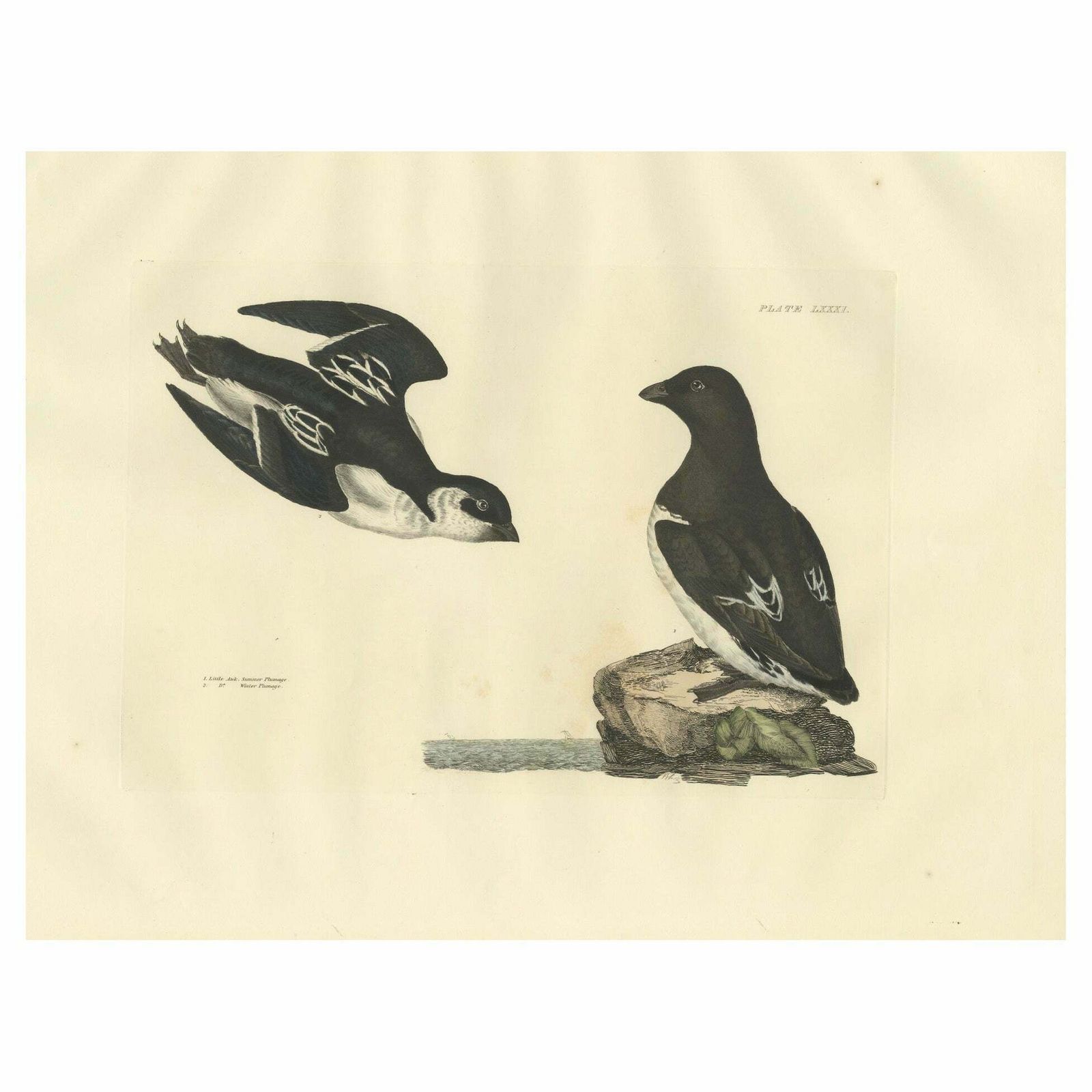The Little Auk   A Life Seize Study Engraved In Seasonal Plumage By Selby, 1826