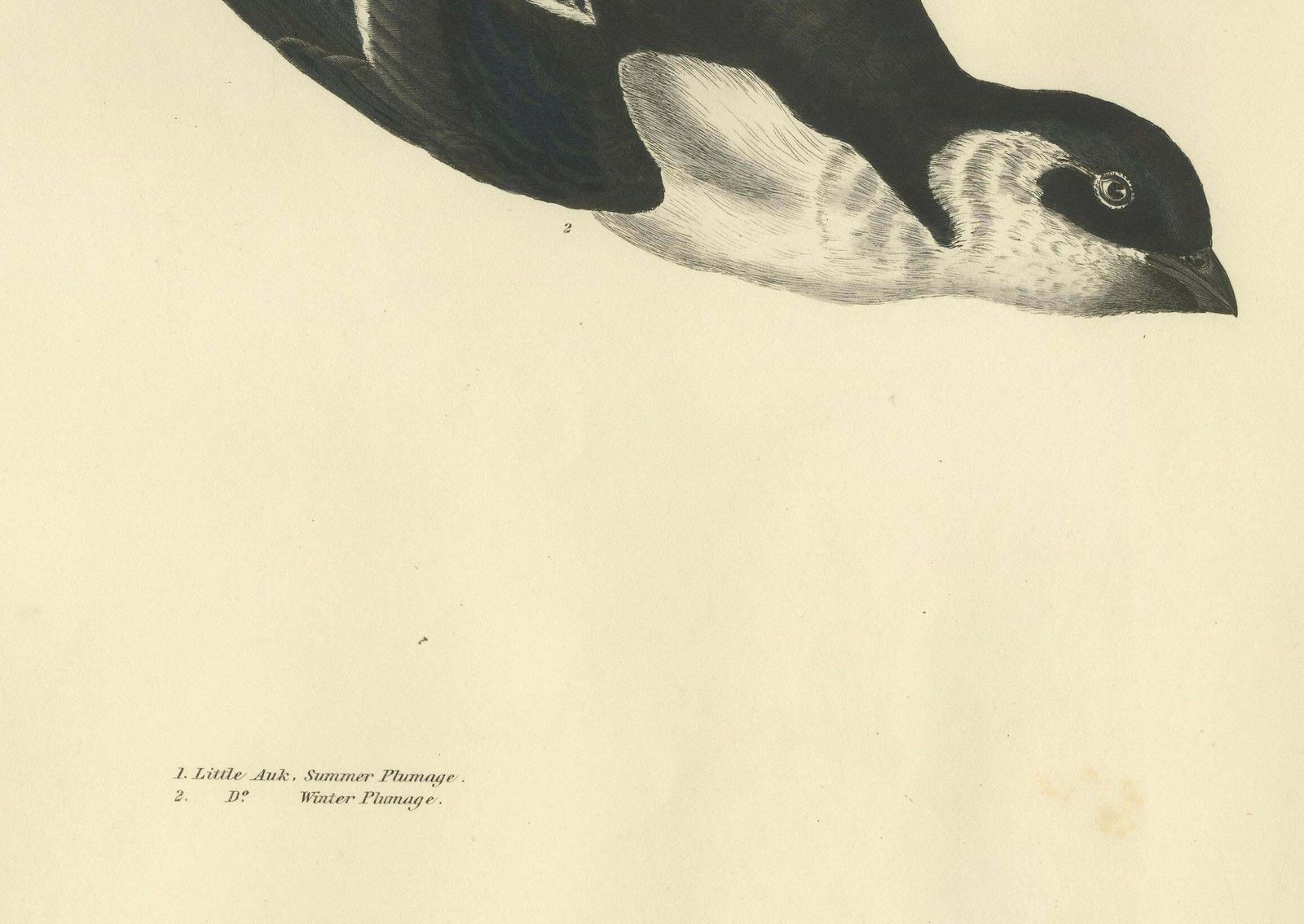 The Little Auk   A Life Seize Study Engraved In Seasonal Plumage By Selby, 1826 photo for sale