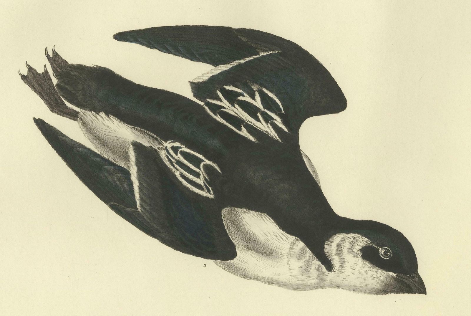 The Little Auk   A Life Seize Study Engraved In Seasonal Plumage By Selby, 1826 photo vinterior