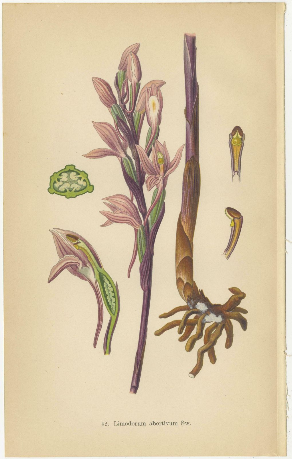 Original Botanical Treasures: The Orchids Of Müller's 1904 Collection photo for sale
