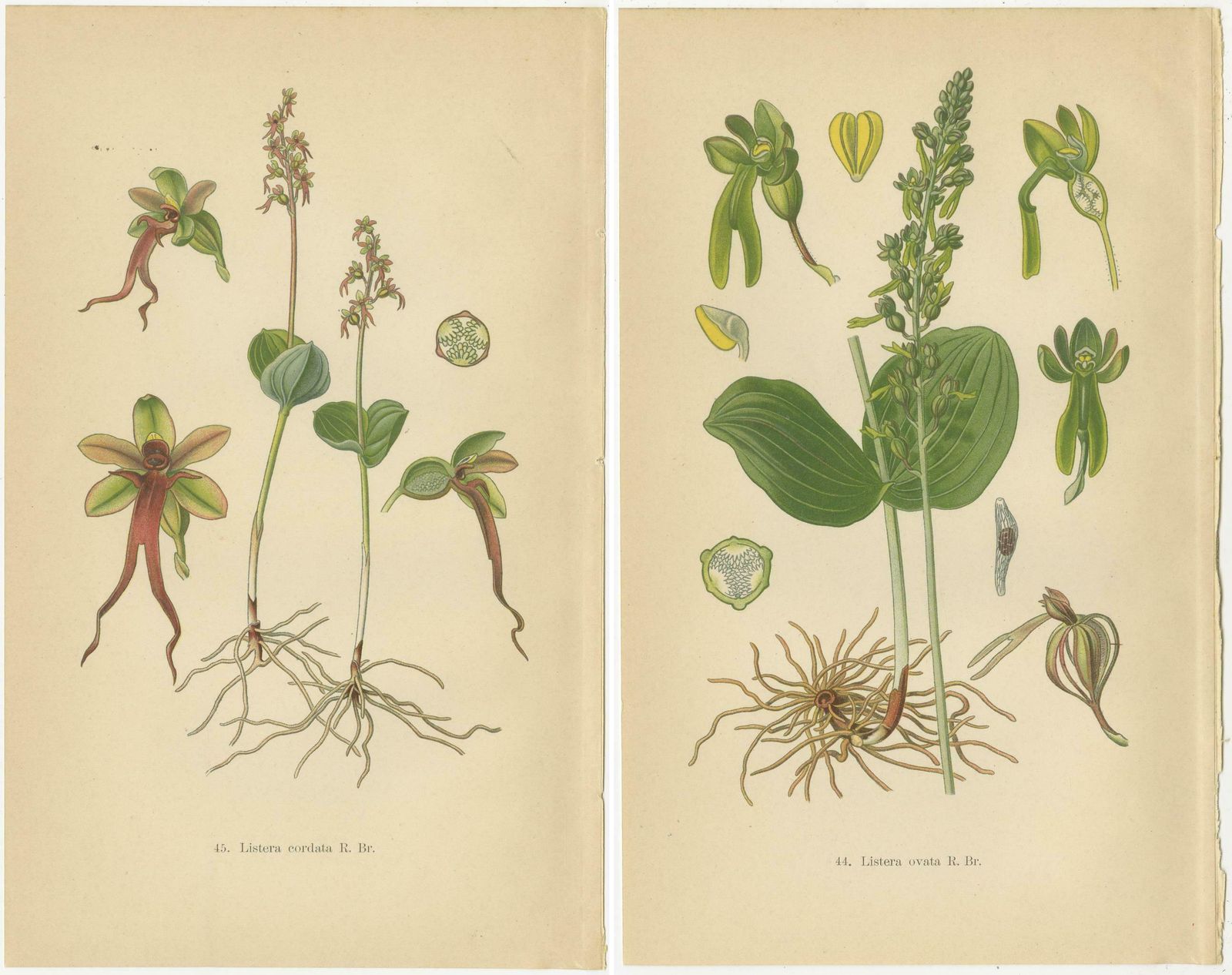 Nigritella Nuances: Botanical Portraits Of Alpine Orchids From 1904 photo furniture