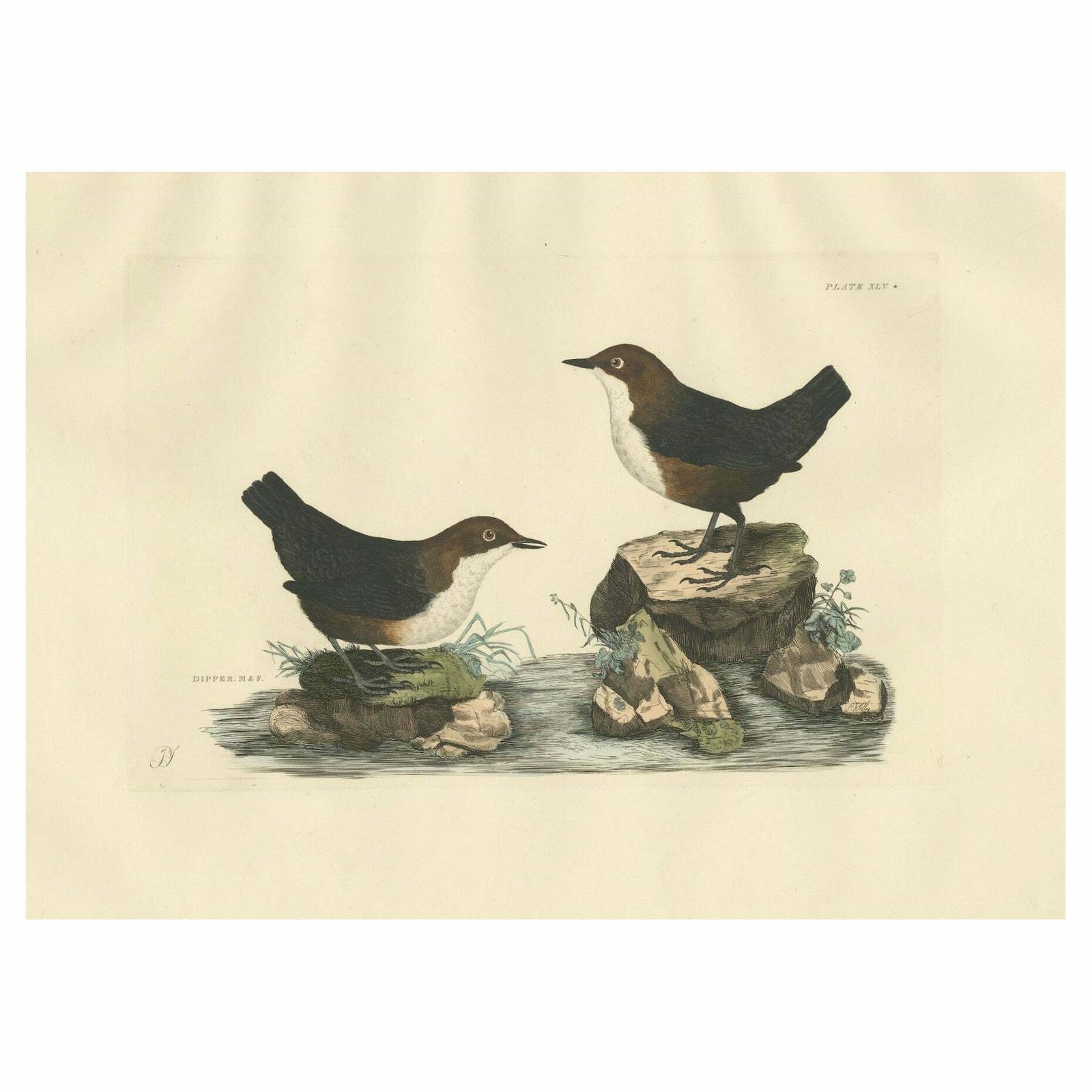 Aquatic Songbirds Named Dippers Engraved By Selby And Hand Colored, 1826