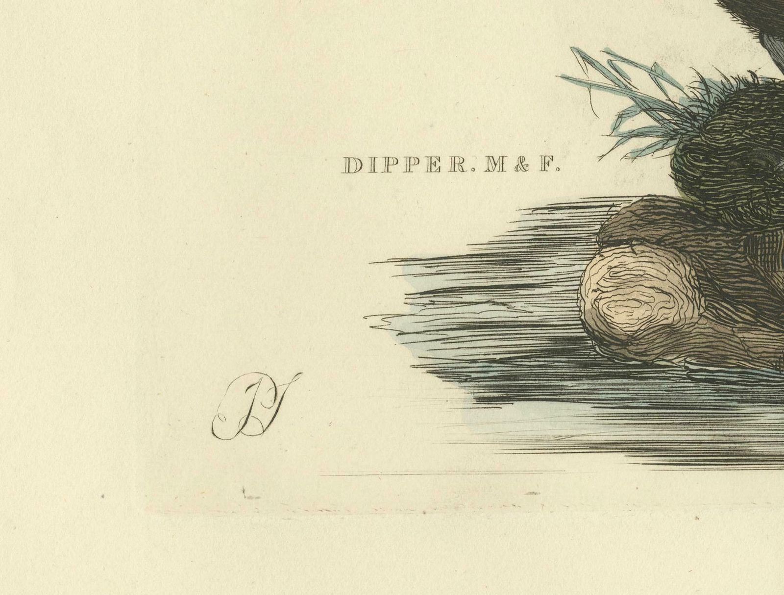 Aquatic Songbirds Named Dippers Engraved By Selby And Hand Colored, 1826 photo for sale