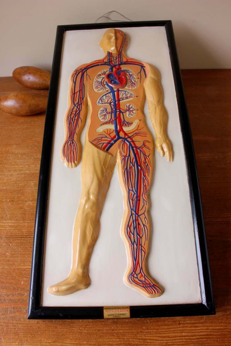 Plaster Anatomical Human Body Vein 3d Model. French Marcel Pierron C1950. photo furniture