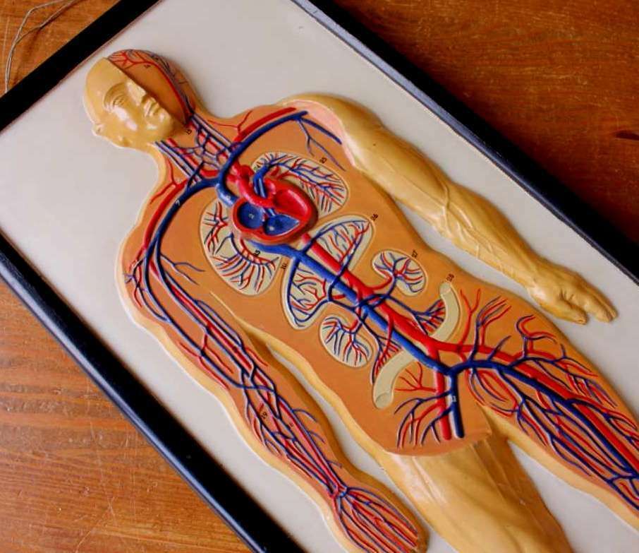 Art Plaster Anatomical Human Body Vein 3d Model. French Marcel Pierron C1950. photo