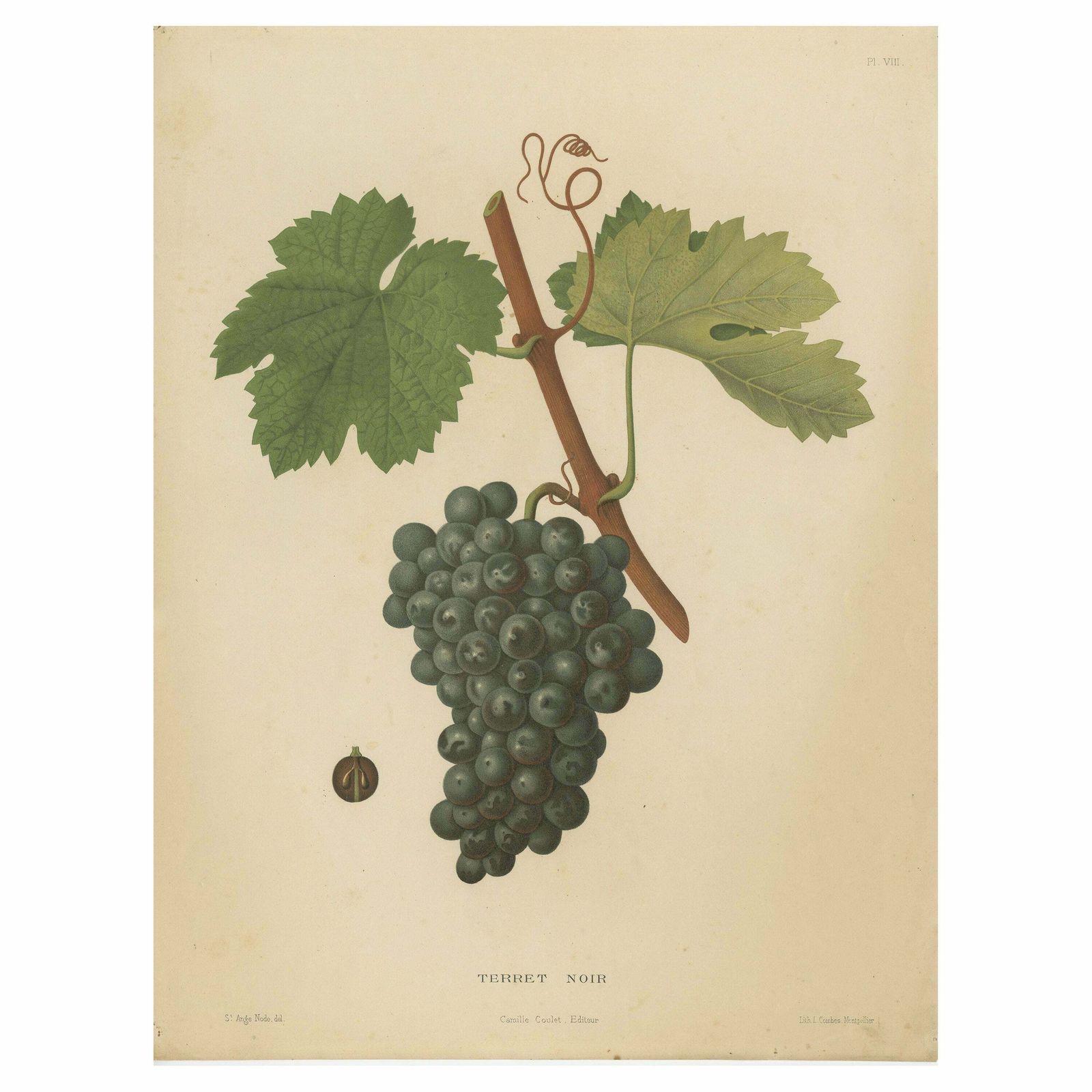Rare Original Antique Lithograph Of The Terret Noir Grape Variety, 1890