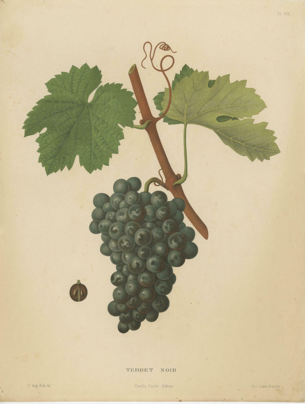 Rare Original Antique Lithograph Of The Terret Noir Grape Variety, 1890 photo 492.0