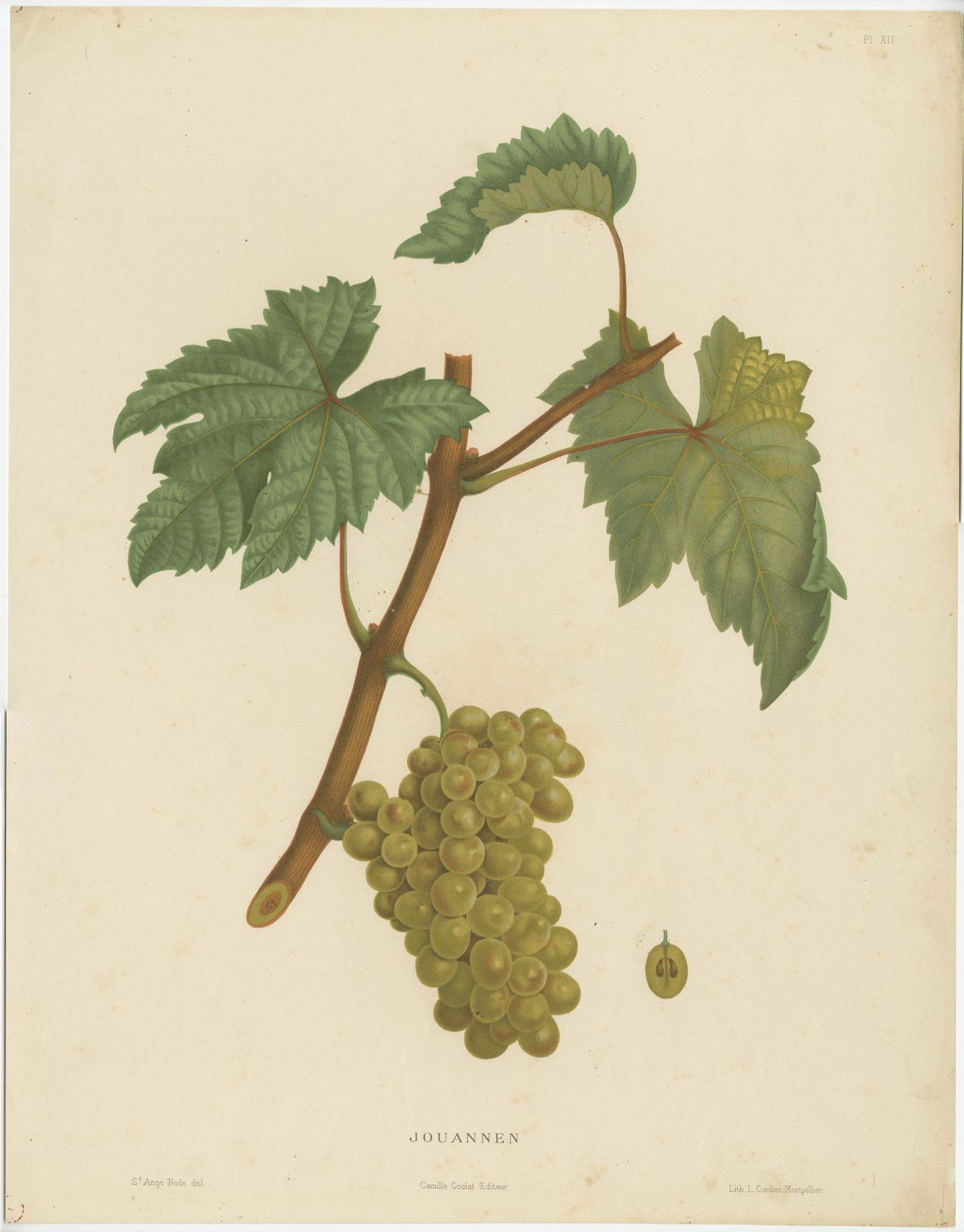 Rare Original Antique Lithograph Of The Jouannen Grape Variety, 1890 photo furniture