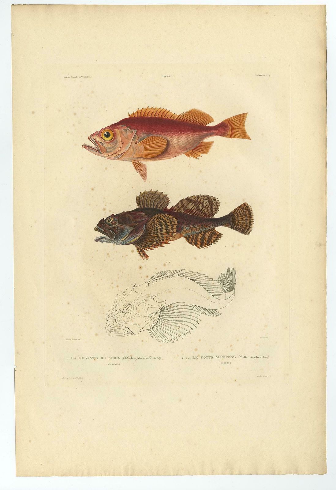 Rare Fish Print Of The Norway Redfish 'Sebastes Viviparus' And The Sculpin, 1842 photo furniture
