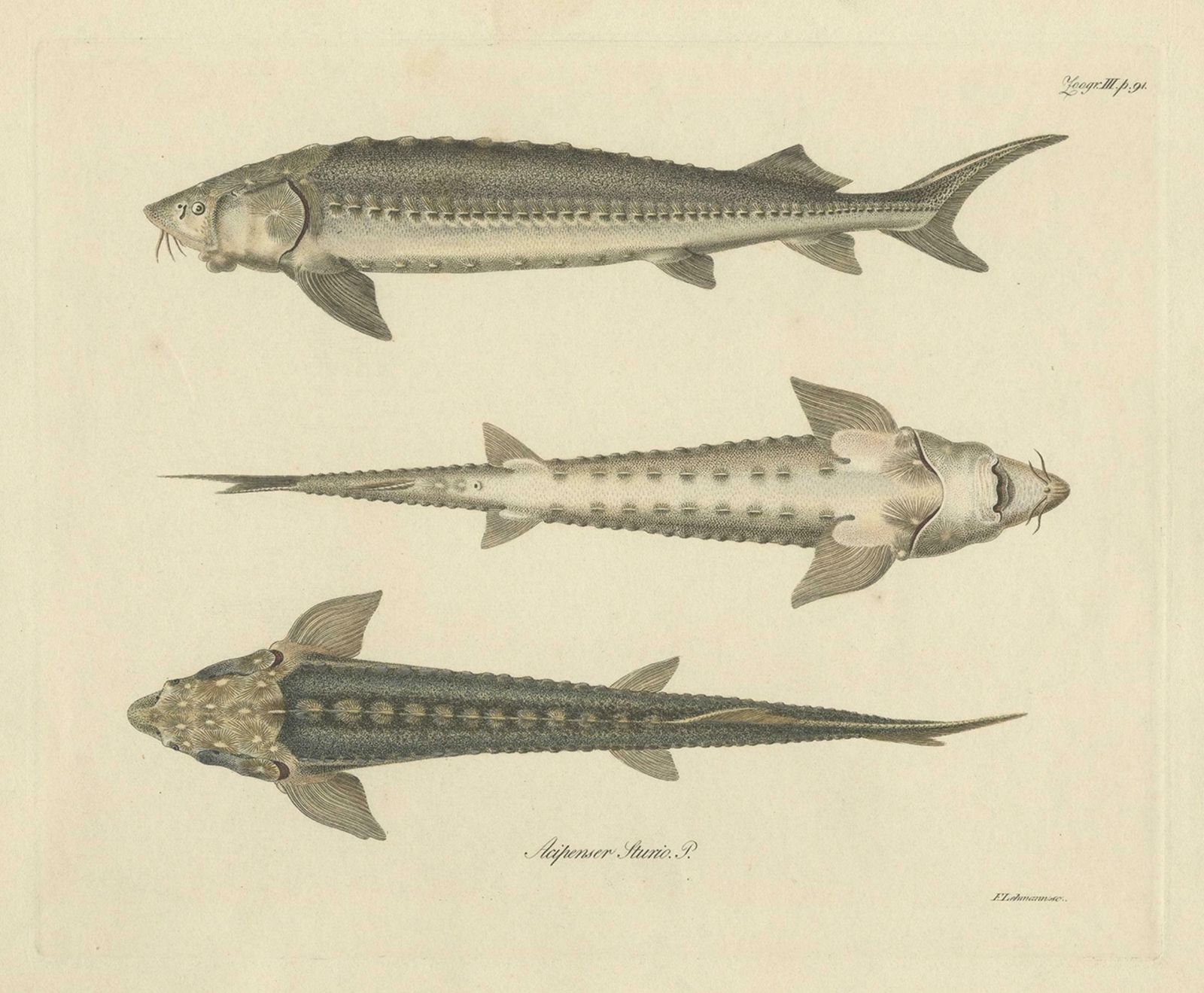 Print Of The European Sea Sturgeon Or The Atlantic Or Common Sturgeon, Ca.1860 photo for sale