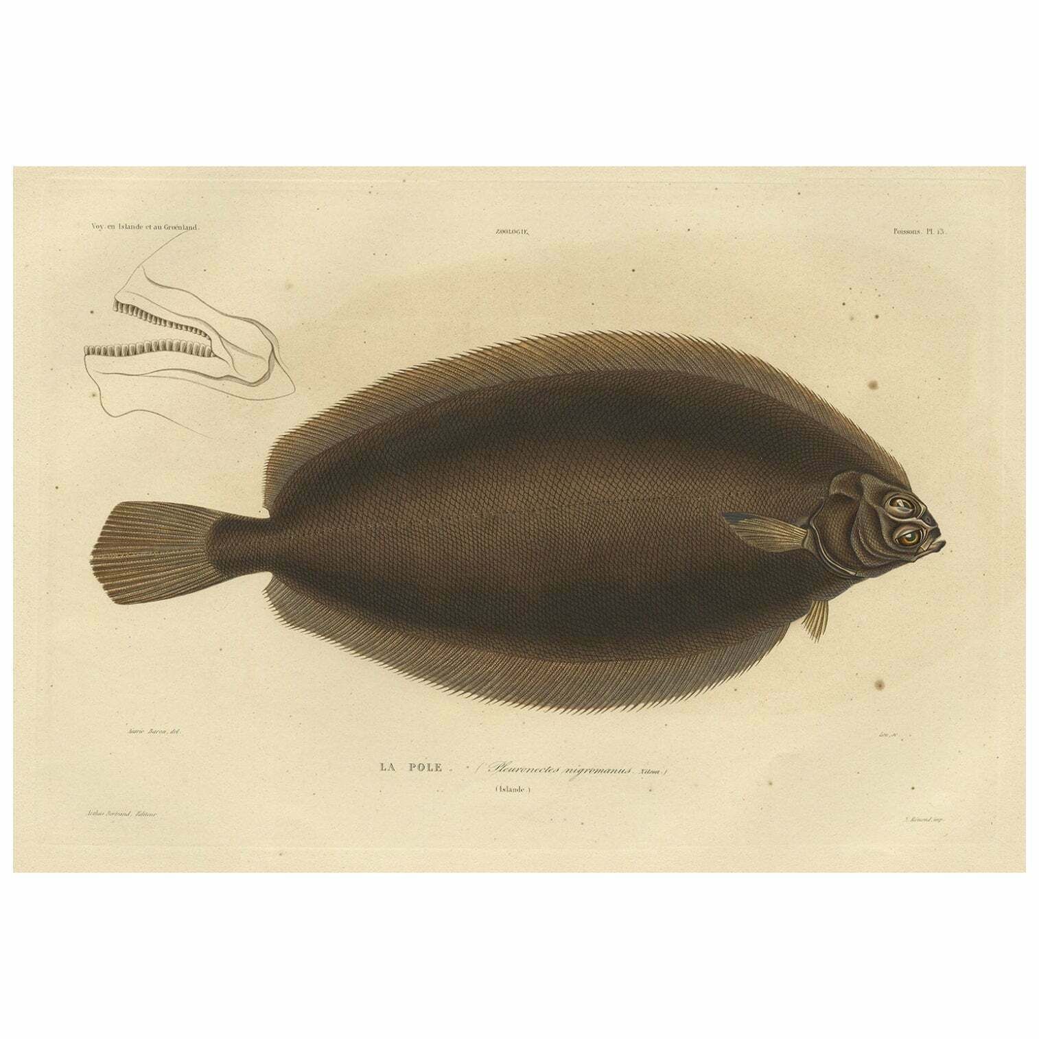 Old Rare Fish Print Of The Witch Flounder Or Torbay Sole, 1842